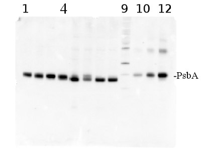 western blot using PsbA antibody and PsbA protein standard
