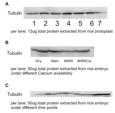 western blot using anti-tubulin alpha antibody on rice embryo 