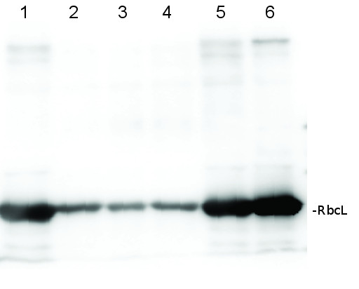 western blot using affinity purified anti-RbcL antibodies