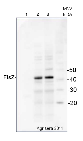 western blot detection of bacterial FtsZ protein using anti-FtsZ antibody