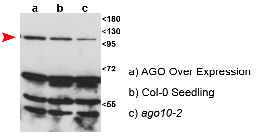 western blot using anti-AGO10 antibodies