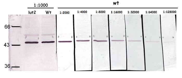 western blot using anti-LCY | lycopene beta-cyclase (chloroplastic) antibodies